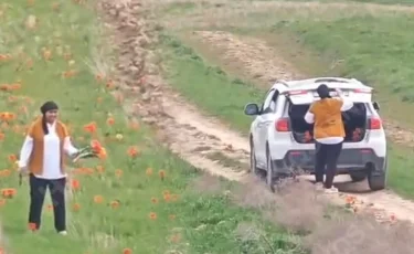 Самый дорогой букет: казахстанке грозит огромный штраф за сорванные краснокнижные тюльпаны