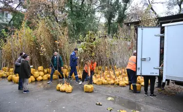 Акция «Зеленый двор»: где можно получить бесплатные саженцы алматинцам