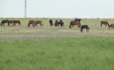 Многомиллионный ущерб: в Костанайской области скотокрад получил 8 лет тюрьмы