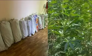 Павлодарда ауыл тұрғыны қарасора өсіретін ферма ұйымдастырған