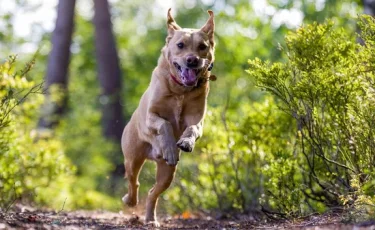 Өскеменде бір аптада 9 адамды ит қапты