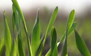 Күрішке зияны жоқ: ғалымдар жапондық гербицидті сынақтан өткізіп жатыр