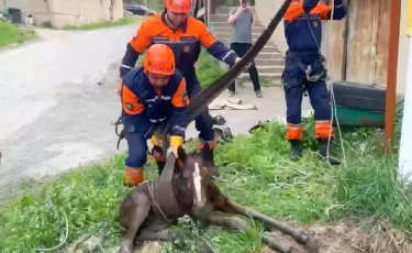 Құлын үш метр құдыққа құлап кетті