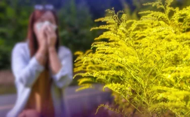 Аллергиядан қалай қорғану керек - маман кеңесі