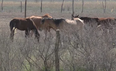 Үйір-үйір жылқы, табын сиыр жоғалды: Жамбыл облысында 580 бас мал ұрланған