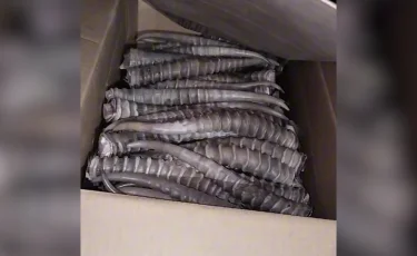 В ЗКО пресекли незаконную торговлю рогами сайги