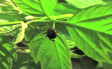 В Алматы резко возросла активность клещей