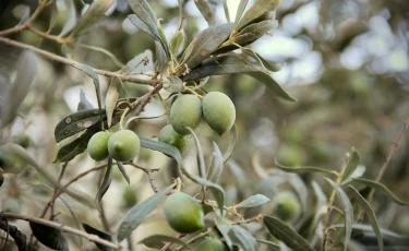 Где в Казахстане планируют получить первый урожай оливок