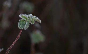 Синоптиктер Қазақстанда үсік жүретінін ескертті