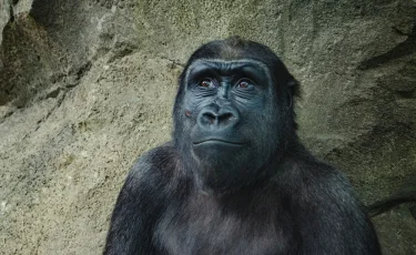 Самая старая горилла в мире попала в Книгу рекордов Гиннесса