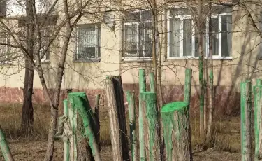 Город без тени: зачем в Кокшетау вырубают деревья