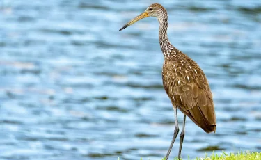 Журавль-красавка: в Кольсайских озерах зафиксирована редкая птица