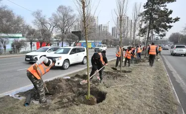 Как проводятся работы по озеленению проспекта Аль-Фараби