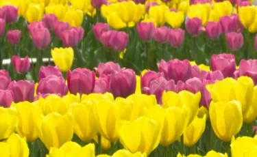 Шымқалада 40 мың шаршы метрге қызғалдақ егілді