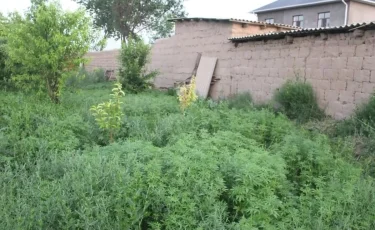 В Кызылординской области служебная собака помогла выявить наркоплантацию на дому