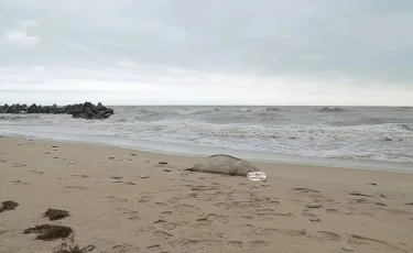 Почти 90 туш тюленей обнаружены на побережье Каспия в Мангистауской области