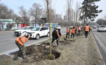 Алматыда наурыз-сәуір айларында  2 мың ірі ағаш отырғызылды