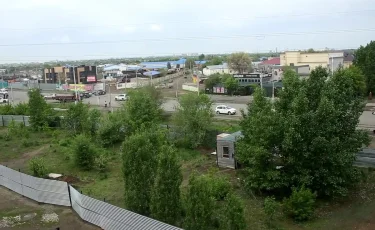 В Актобе жители борются с незаконной вырубкой деревьев