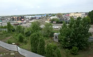 В Актобе жители борются с незаконной вырубкой деревьев