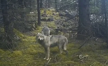 Қазақстан тауларында жыртқыштар фототұзаққа түсіп қалды