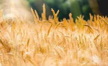 В каком регионе Казахстана засеяно больше всего сельхозугодий