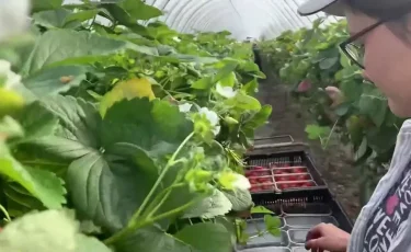 Шетелге жұмыс іздеп кеткен 12 қазақстандық құлдықтан құтқарылып, елге жеткізілді