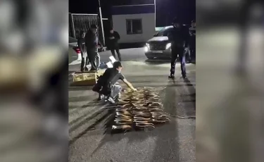 Жетісу облысында киік мүйізінің заңсыз саудасы тоқтатылды