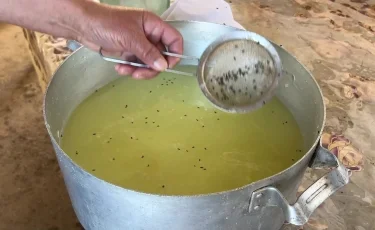 Қоқысқа айналған қызылша: Жамбыл облысында қара шыбын қаптап кетті