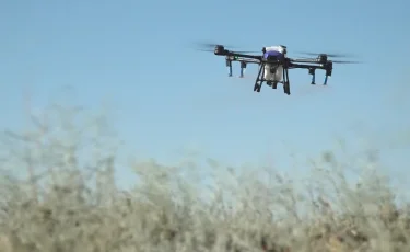 Шегірткелер шеруі: Қызылорда облысында зиянкестер жайылымдық жерлерді отап кеткен