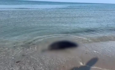 Маңғыстауда теңіз жағалауынан итбалықтардың өлексесі табылды