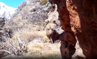 Тянь-Шань қоңыр аюы «Сайрам-Өгем» ұлттық паркінде фототұзаққа түсті