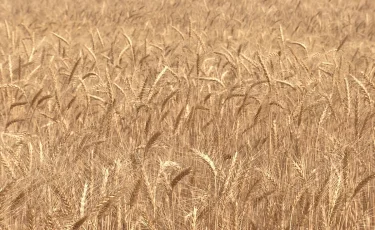 Зерносеющим регионам рекомендовано провести посевную кампанию раньше обычных сроков