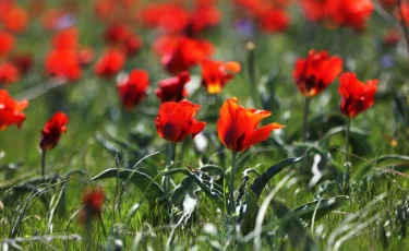 Қызғалдақ-мұра: Жамбыл облысында бірегей геопарк пайда болады