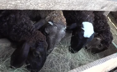 Құрбан айт: елімізде мал бағасы қанша