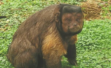 Уродливо-милый: обезьяна из зоопарка прославилась из-за необычной внешности