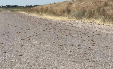 В Карагандинской области идет обработка полей от саранчи