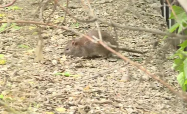 Адамнан мүлде сескенбейді: егеуқұйрықтар пәтерге кіріп кеткен