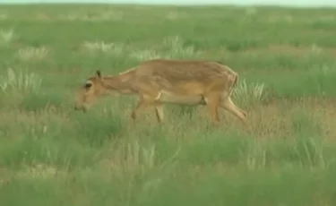Шаруалар шығынға батты: Ақтөбе облысында ақбөкен көбейіп кетті