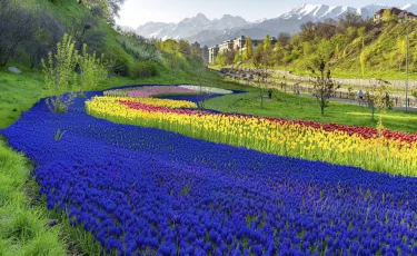 Алматыда гүлді көгалдандыруда көпжылдық өсімдіктердің үлесі артты