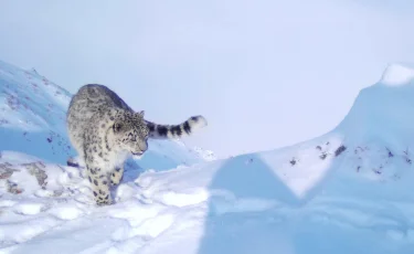 Қар барысы Катон-Қарағай ұлттық паркінде фототұзаққа түсті