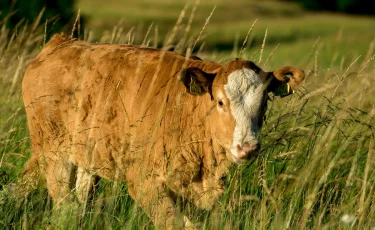 Жыл басынан бері 190-ға жуық мал ұрысы ұсталды