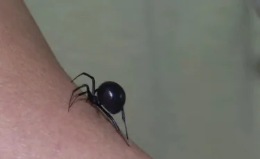 Опасные каракурты: в Шымкенте восемь человек пострадали от укусов пауков