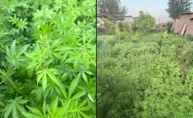 Қызылорда облысы тұрғынының үйінен есірткі зертханасы табылды