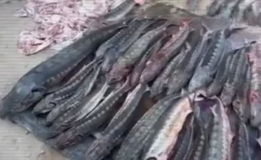 Жаңаөзен тұрғынынан 508 кг бекіре балығы тәркіленді