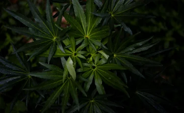 Өскеменде  фитолаборатория анықталды