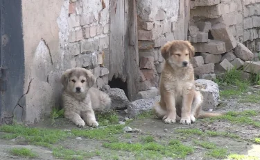 Атырауда ит қауып, ауруханаға түскендер саны көбейді