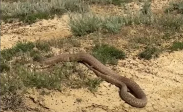Необычно крупную змею сняли на видео в степях Мангистау