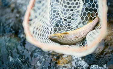 Қазақстанда балық өнімдерінің экспорты артты ма