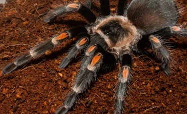 В Павлодарской области жители жалуются на нашествие жуков и тарантулов