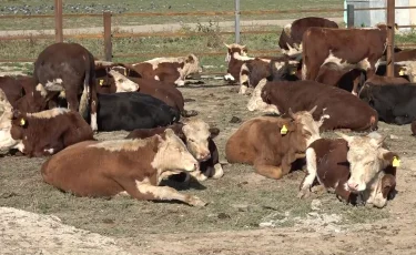 Агробизнес: БҚО-да заңсыз несие рәсімдеген серіктестікке қатысты тергеу аяқталды